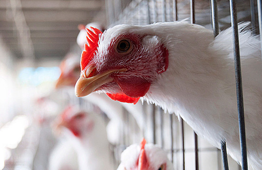 Антибиотики и мясо: почему производители опасаются массовых изъятий продукции