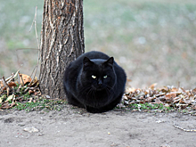 Неудачи в пятницу 13-го: что говорит статистика