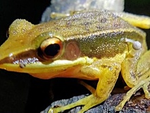 Индийские ученые обнаружили необычную лягушку