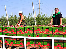 Кубань готова накормить яблоками всю страну