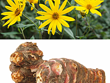 Топинамбур – в переработку!