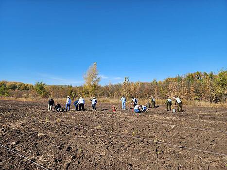 В Оренбуржье проходит традиционная экологическая акция «Сохраним лес»