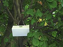 Зачем мэрия закупает «секс-ловушки» и кто «минирует» каштаны. В Калининграде спасают зеленые насаждения