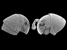 В Африке обнаружены многоножки с "инопланетными головами"