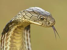 В Таиланде в отель с россиянами приползла королевская кобра