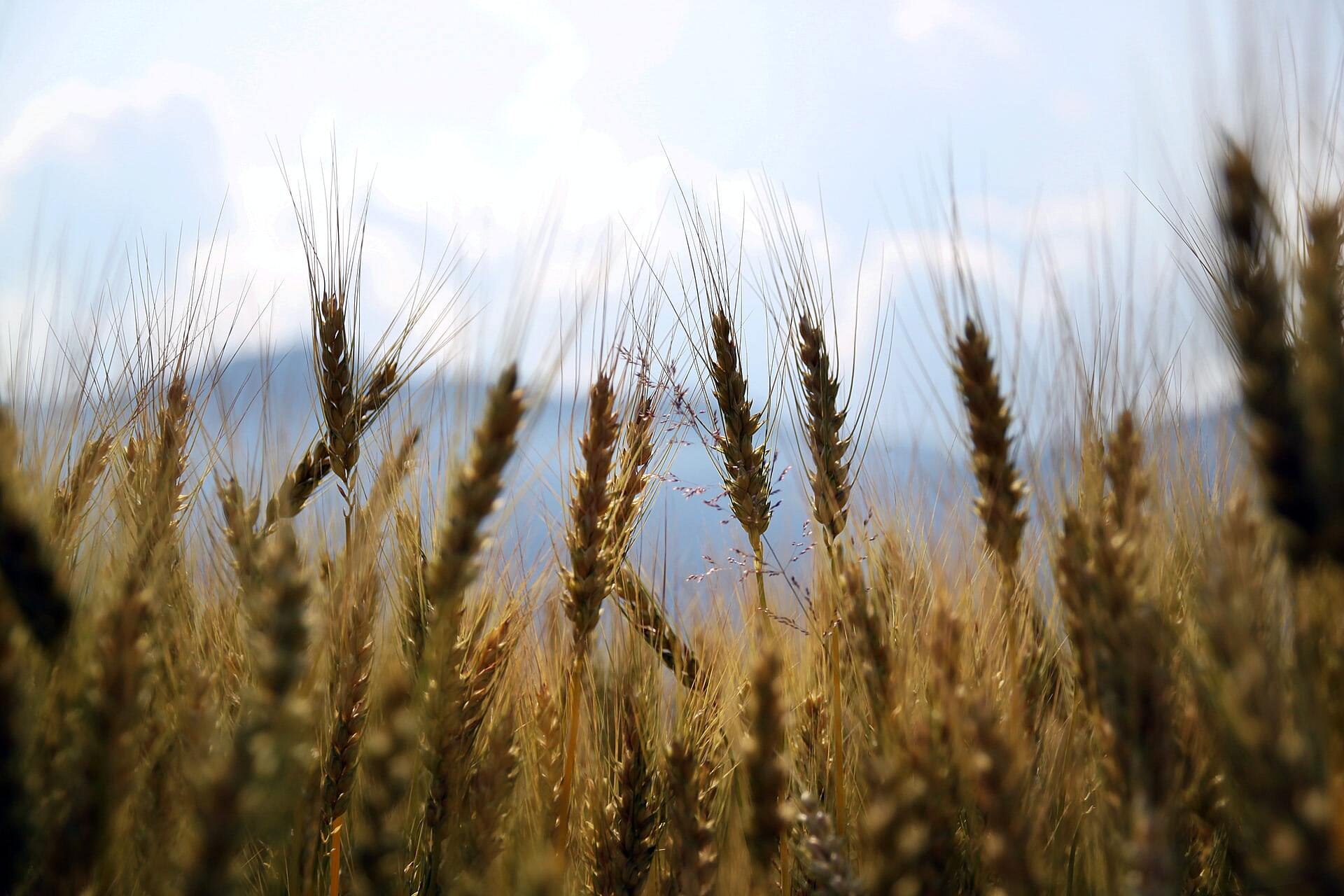 Экспортеры зерна просят ЦБ обеспечить расчеты в рублях