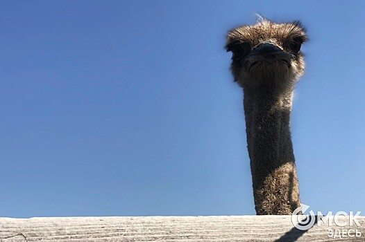 Страусиная ферма под Омском открывает сезон