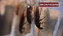 Дезинфектор рассказал о небывалом росте числа тараканов из-за пандемии COVID-19