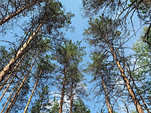 RT и WWF России запустят спецпроект к 25-летию фонда