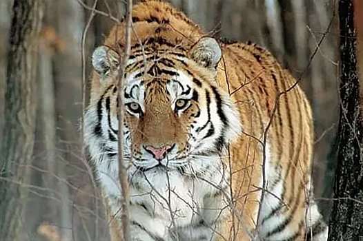 В Находкинском округе Приморского края автомобиль насмерть сбил амурского тигра