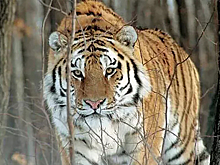 В Находкинском округе Приморского края автомобиль насмерть сбил амурского тигра