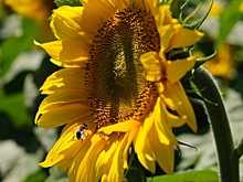 70 тонн подсолнечника неверно задекларировали в Волгоградской области