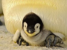 О жизни пингвинов расскажут детям в библиотеке на Дмитровке