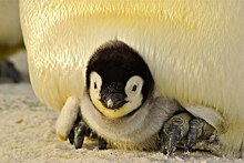 О жизни пингвинов расскажут детям в библиотеке на Дмитровке