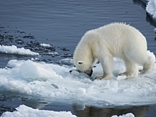 Москва встретила первый арктический аукцион WWF ради сохранения белого медведя