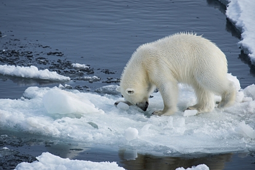 Москва встретила первый арктический аукцион WWF ради сохранения белого медведя