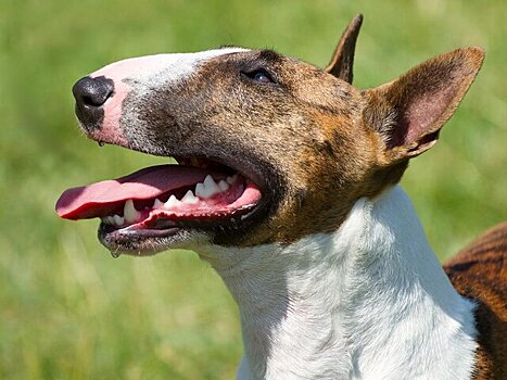 Бультерьер искусал семилетнюю девочку в Британии