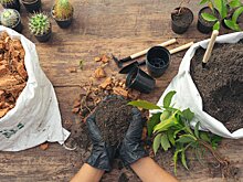 Как сохранить здоровье в Подмосковье на дачном участке?