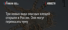 Три новых вида опасных клещей открыли в России. Они могут переносить чуму