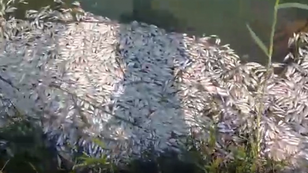 Очевидцы сообщают о массовой гибели рыбы в пруду поселка Дубки