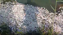 Очевидцы сообщают о массовой гибели рыбы в пруду поселка Дубки