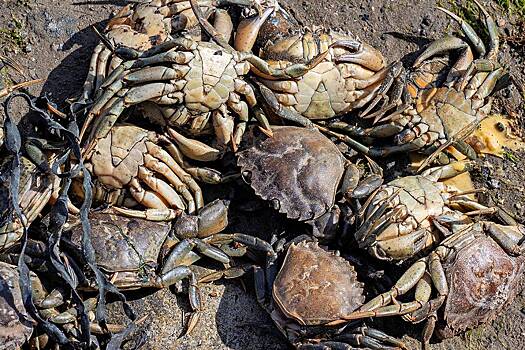 Останки более 200 крабов-пауков вынесло на берег по неизвестной причине