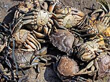 Останки более 200 крабов-пауков вынесло на берег по неизвестной причине