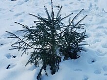 Погода в декабре 2023: введенские морозы, оттепели и снегопады