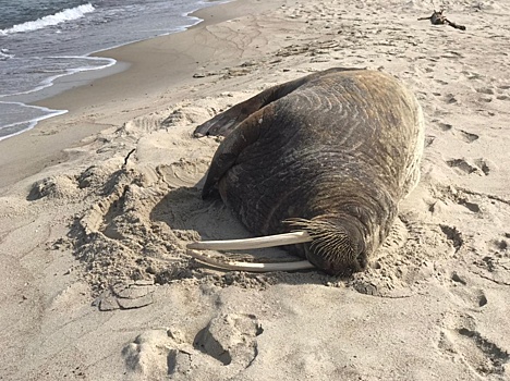 На пляже в Калининграде обнаружили моржа
