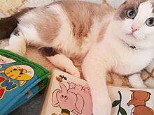 Кот Игорь стал самым «читающим» в Вологде