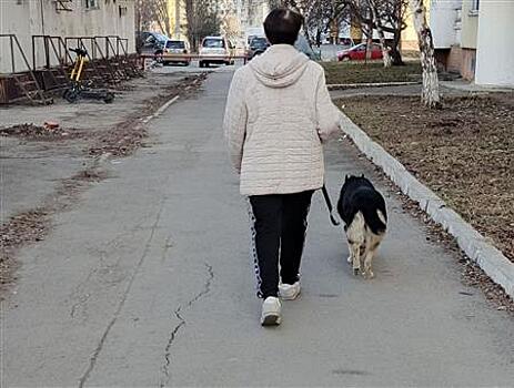 В Самарской области ограничат численность домашних животных