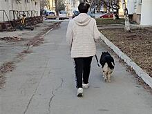 В Самарской области ограничат численность домашних животных