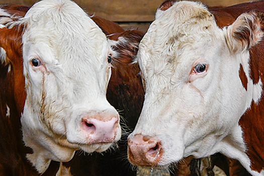 Башкирия выделит 125,4 миллиона рублей на начинающих фермеров