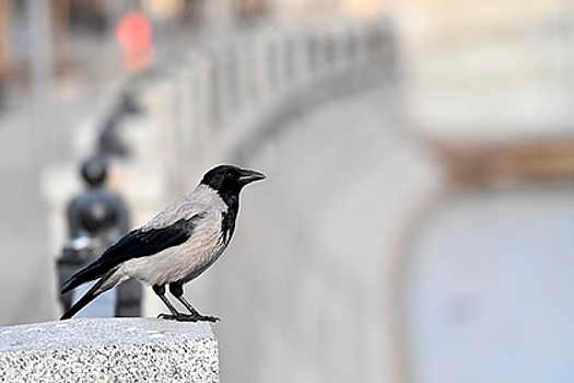 Дом российского правительства зачистят от ворон за 42 миллиона рублей