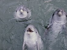 В Уфе отказались от строительства дельфинария