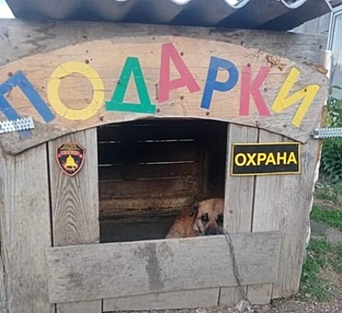 Разыскиваемый мужчина спрятался в собачьей будке в Свердловской области