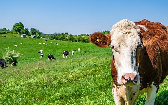 Росгосстрах: 44% страховых случаев с животными приходится на Чувашию