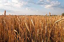 Генсек ООН усомнился в необходимости восстановления зерновой сделки