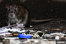 Жители Нефтеюганска жалуются на полчища крыс рядом с их домом