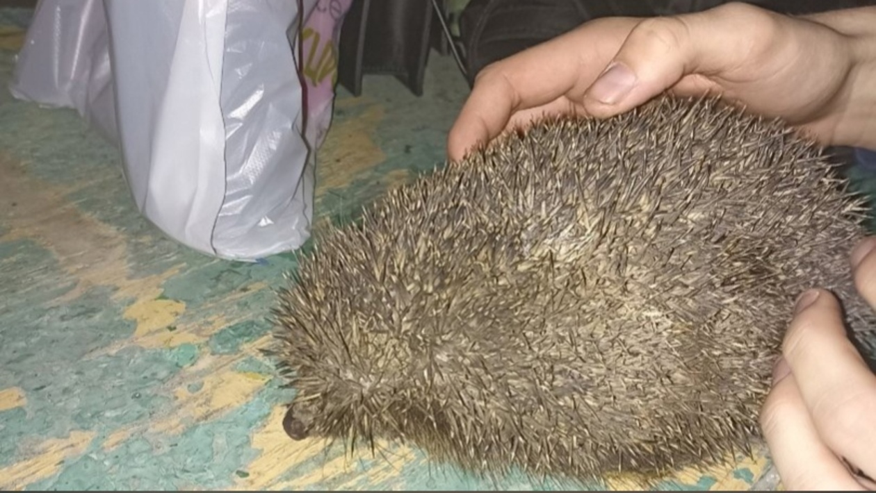 Нашли ежа. Найди и раскрась. Ежи в природе. Ежик ищет друзей. Тень ежика.