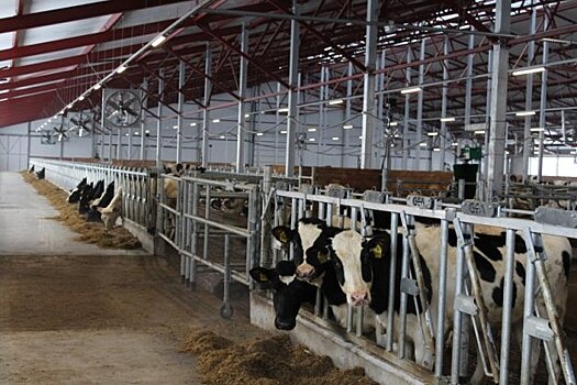В Подмосковье обследуют на заболевание туберкулезом свыше 110 тыс. коров