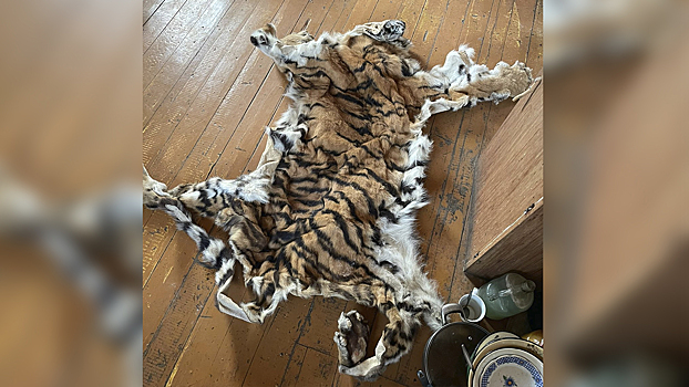 В Приморье полицейские изъяли у жителя села Лимонники шкуру амурского тигра