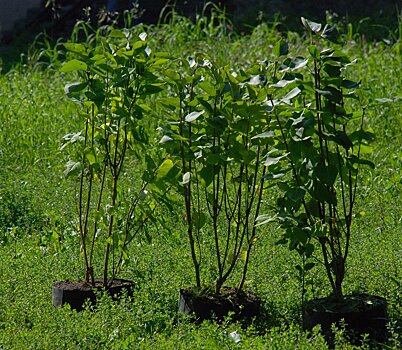 Уникальная лаборатория для клонирования появится в Нижнем Новгороде