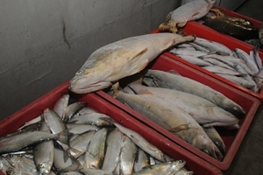 Рыбзавод в Омской области после обновления будет перерабатывать 80% рыбы в регионе