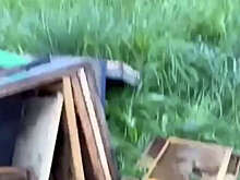 В Башкирии медвежата пробрались на дачу к охотничьему инспектору и украли мед