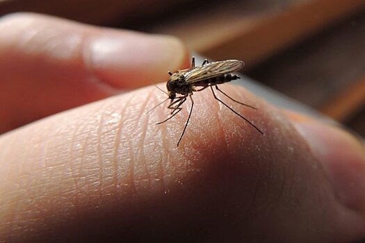 Ученые: Комары способны запомнить "плохое обращение"