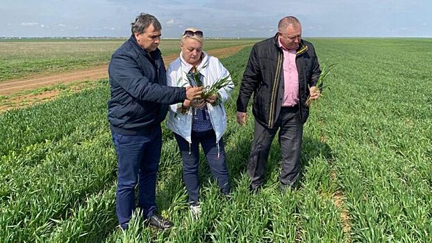 В Крыму завершается сев ранних яровых зерновых культур