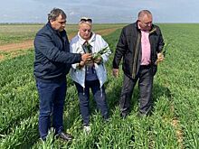 В Крыму завершается сев ранних яровых зерновых культур