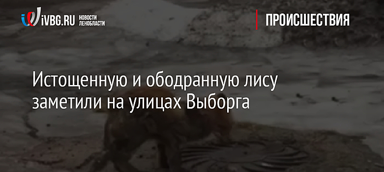 Истощенную и ободранную лису заметили на улицах Выборга