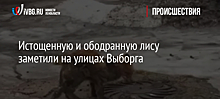 Истощенную и ободранную лису заметили на улицах Выборга